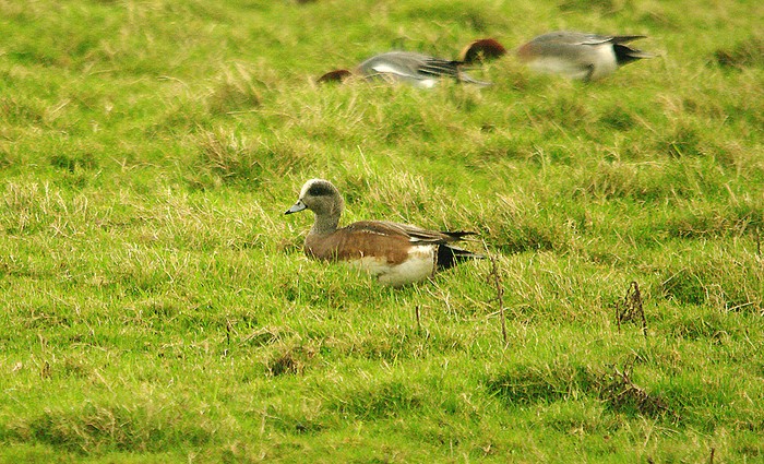 American Wigeon