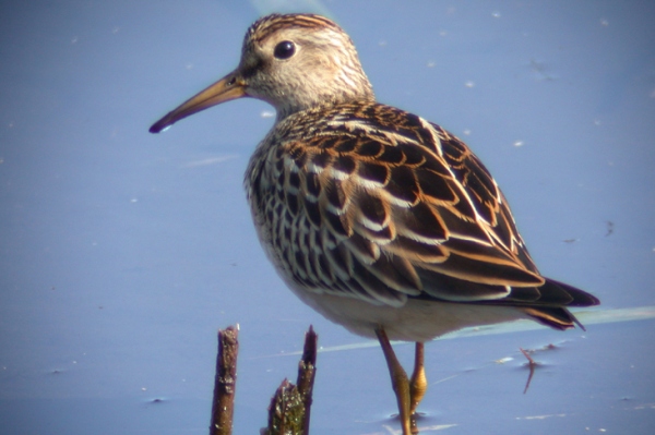 Pectoral Sandpiper