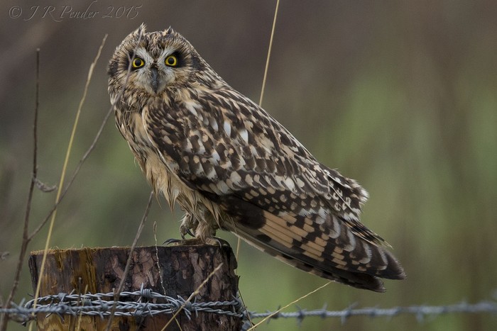 Short-eared Owl
