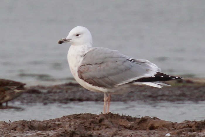 Caspian Gull