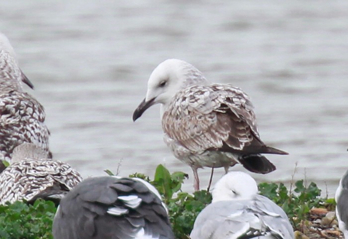 Caspian Gull