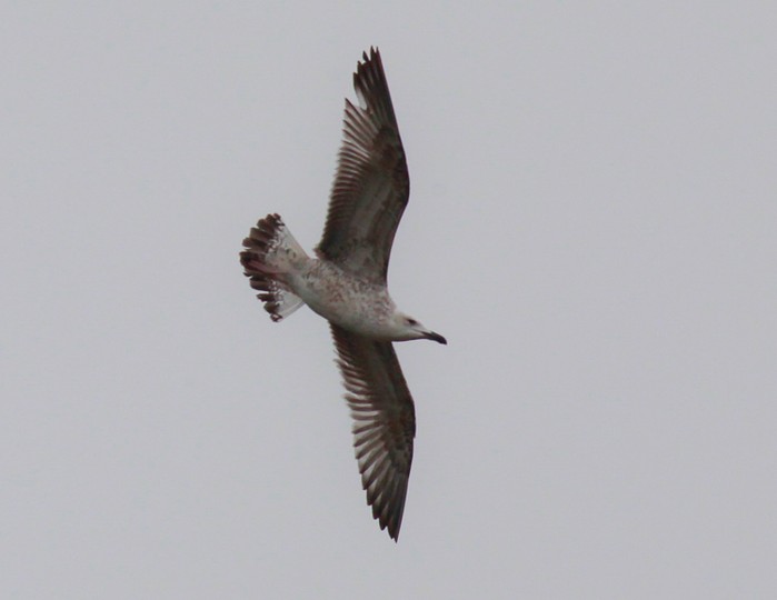 Caspian Gull