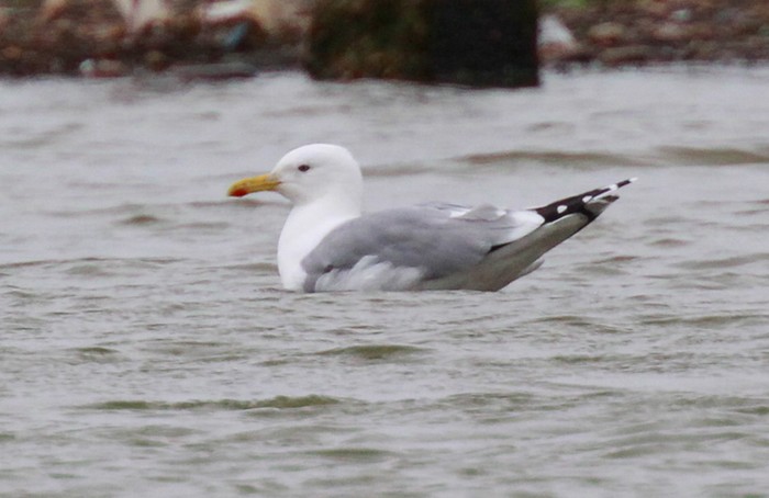 Caspian Gull