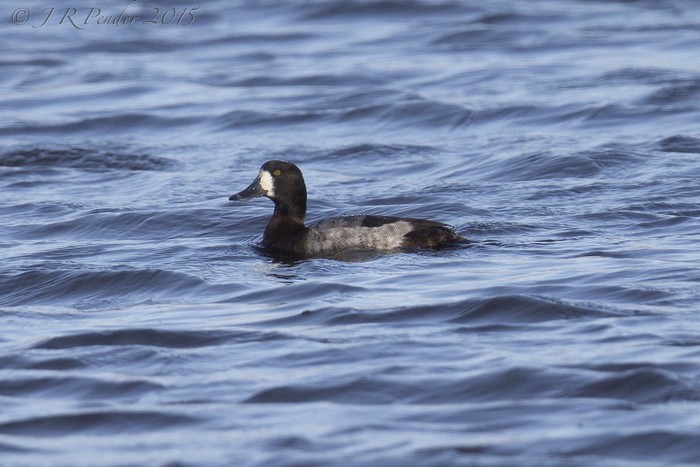 Scaup