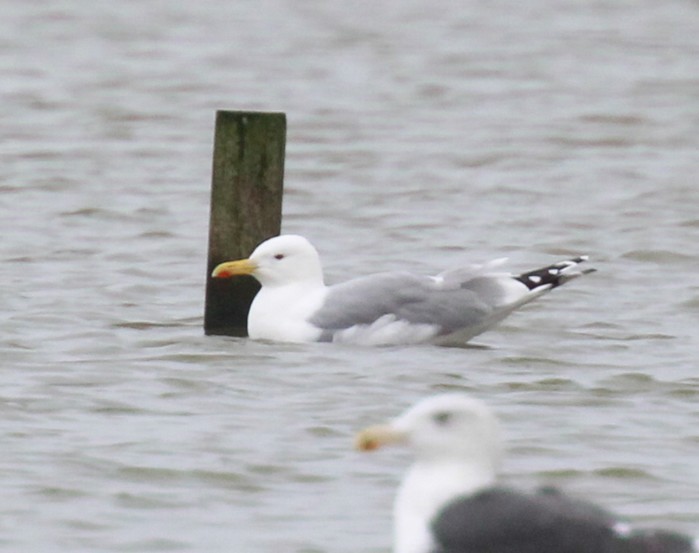 Caspian Gull