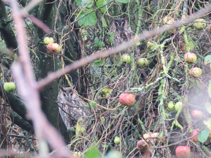 Long-eared Owl