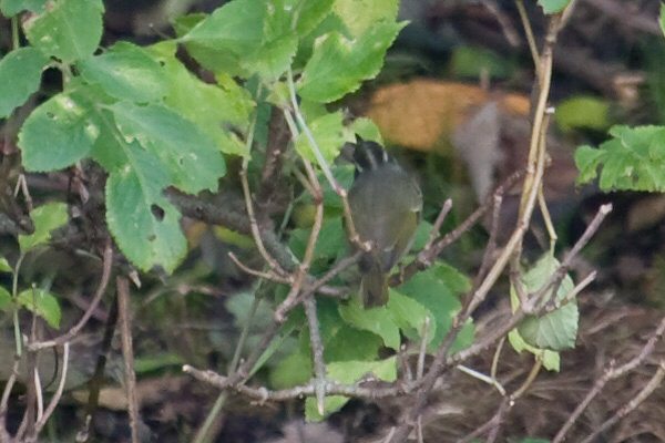 Eastern Crowned Warbler