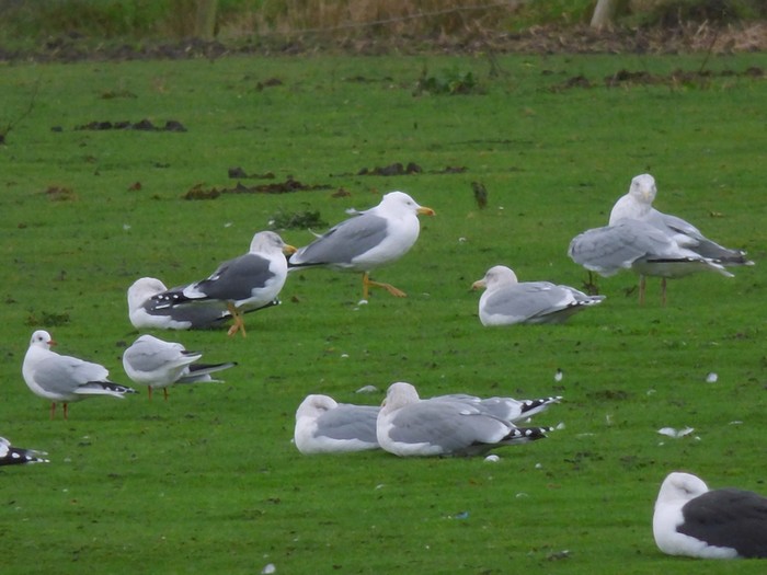Yellow-legged Gull