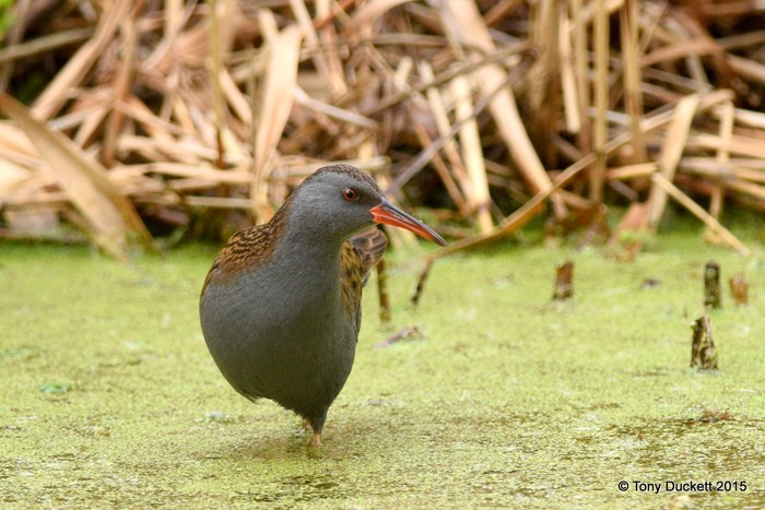 Water Rail