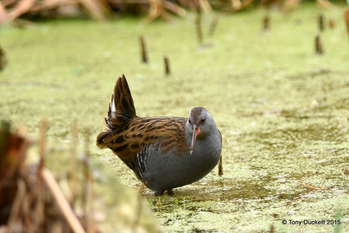 Water Rail