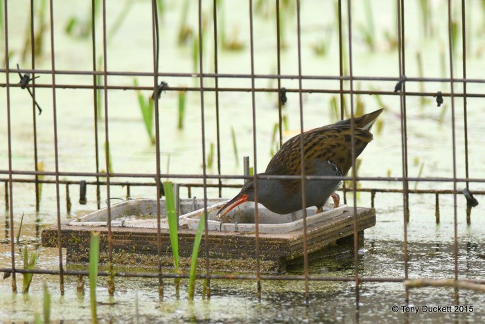 Water Rail
