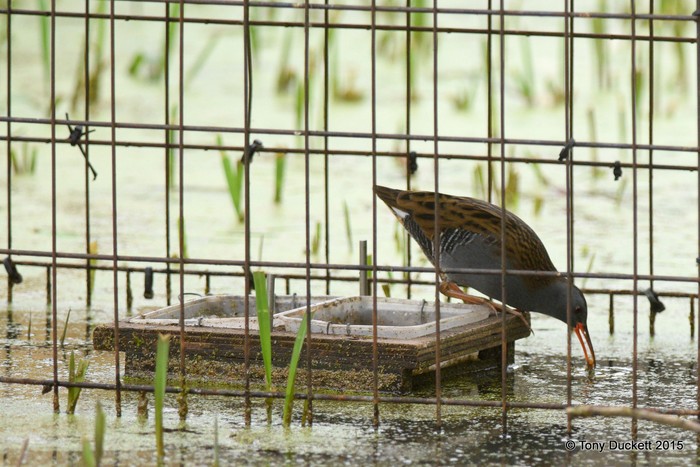 Water Rail