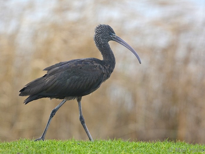 Glossy Ibis