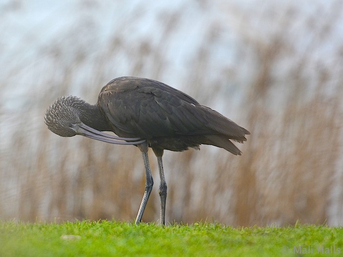 Glossy Ibis