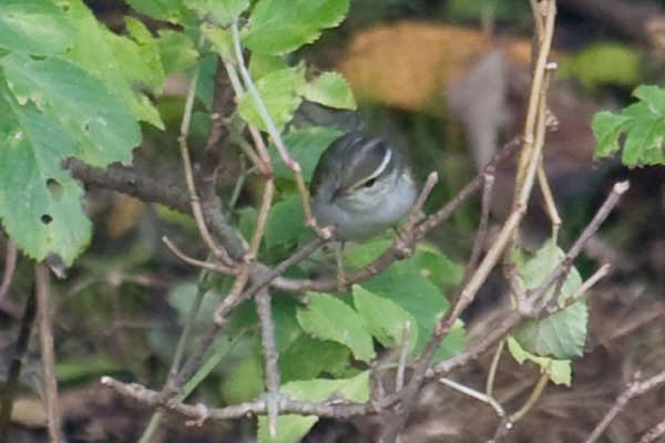 Eastern Crowned Warbler