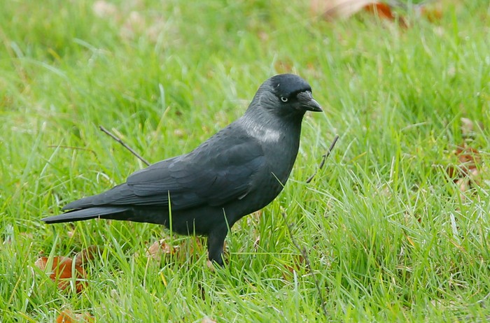 Nordic Jackdaw