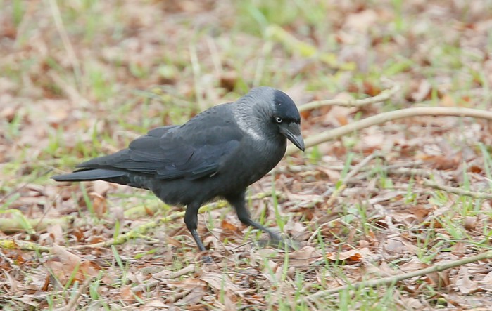 Nordic Jackdaw