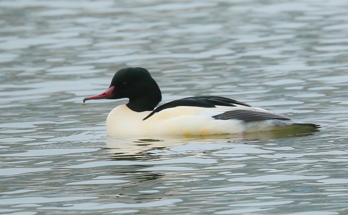 Goosander