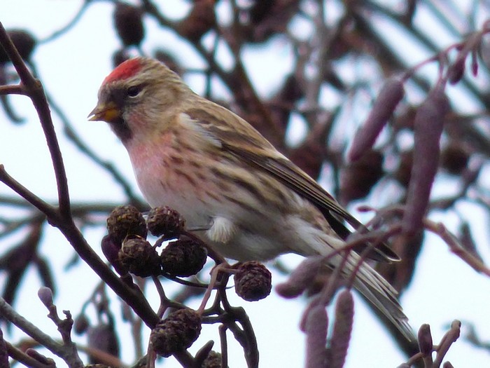 Lesser Redpoll
