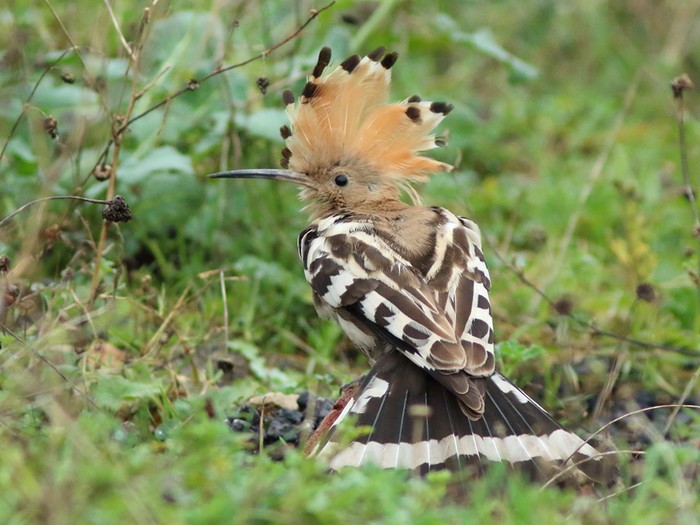 Hoopoe