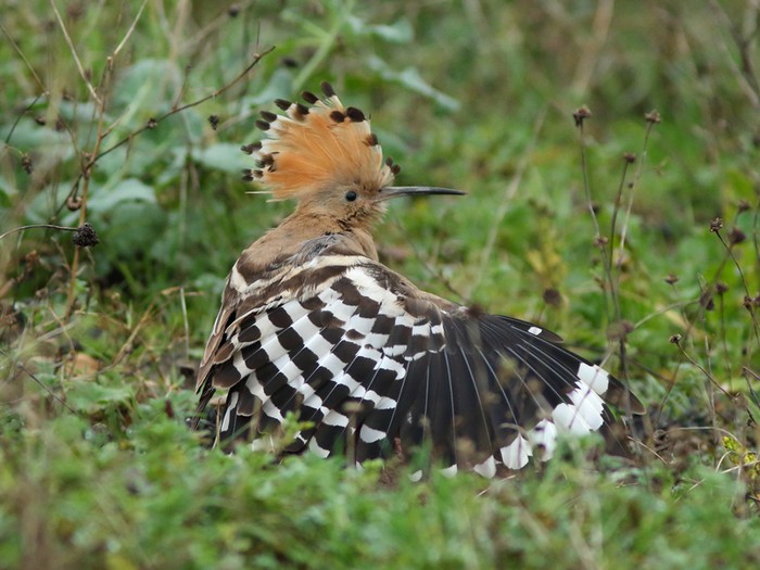 Hoopoe