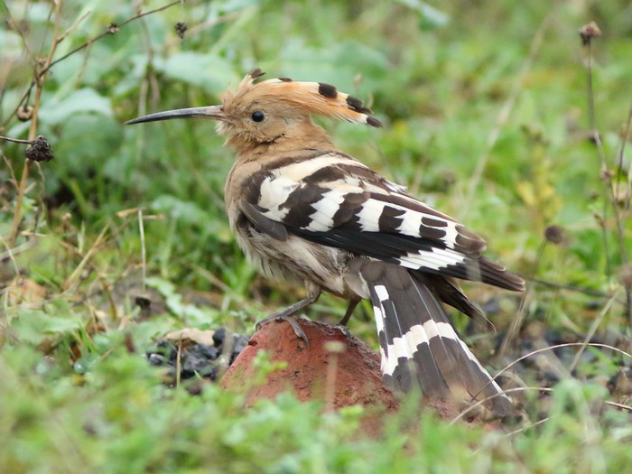 Hoopoe