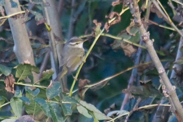 Eastern Crowned Warbler