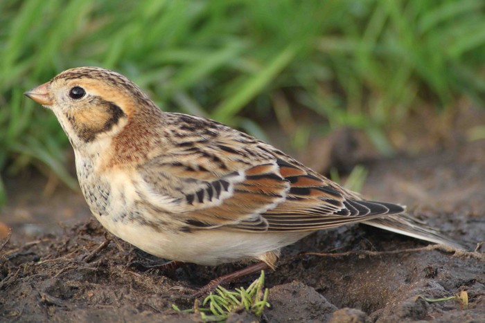 Lapland Bunting