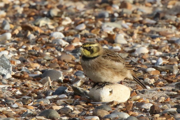 Shorelark