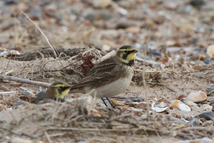 Shorelark