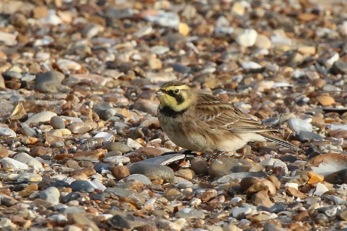 Shorelark