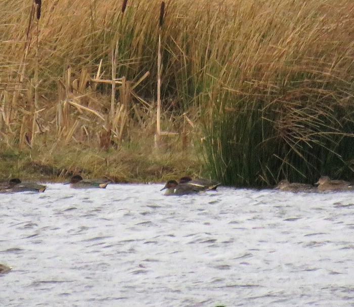 Green-winged Teal