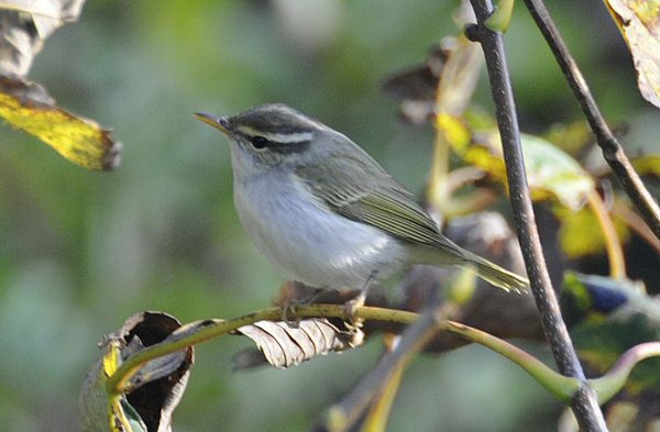 Eastern Crowned Warbler