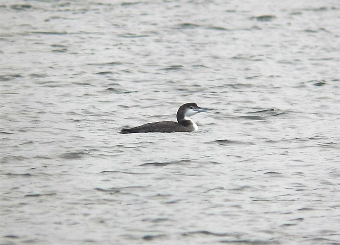 Great Northern Diver