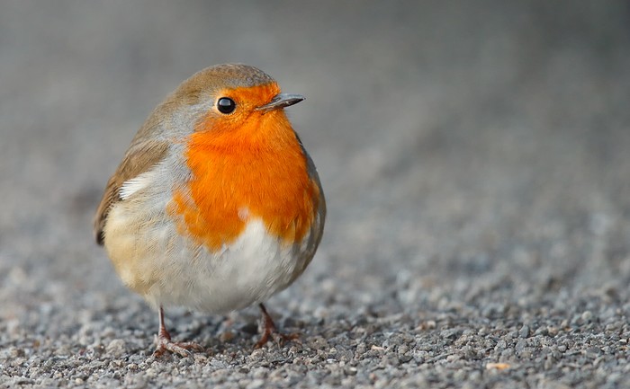 Robin