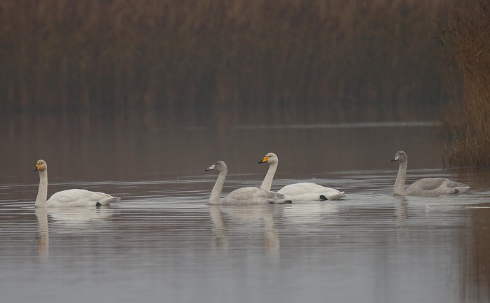 Whooper Swan