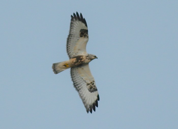 Rough-legged Buzzard