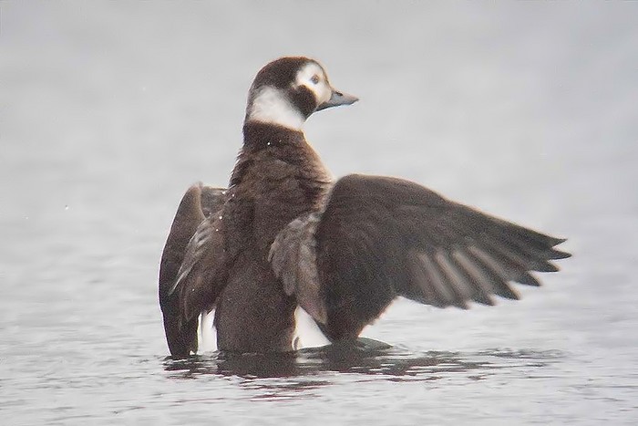 Long-tailed Duck