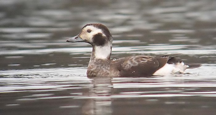 Long-tailed Duck