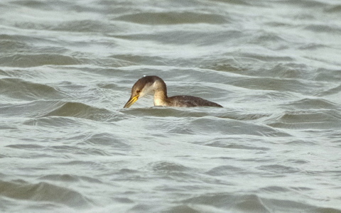 Red-necked Grebe
