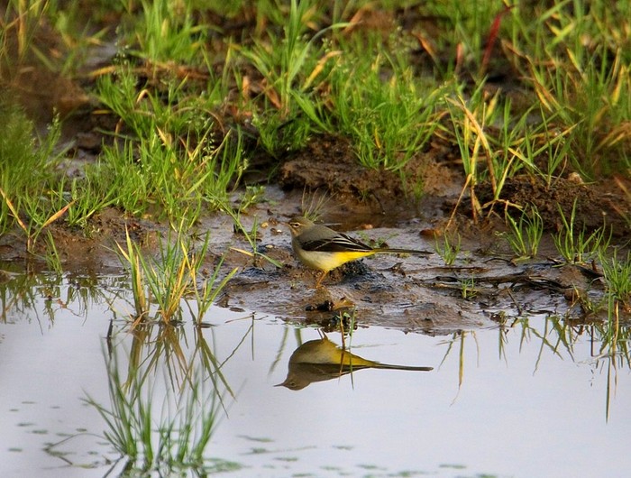 Grey Wagtail