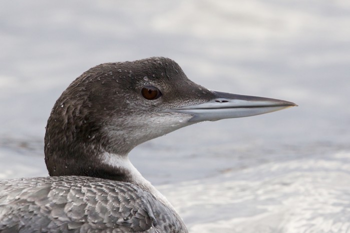 Great Northern Diver