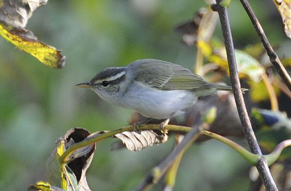 Eastern Crowned Warbler