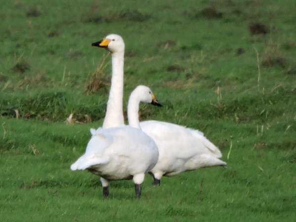 Whooper Swan