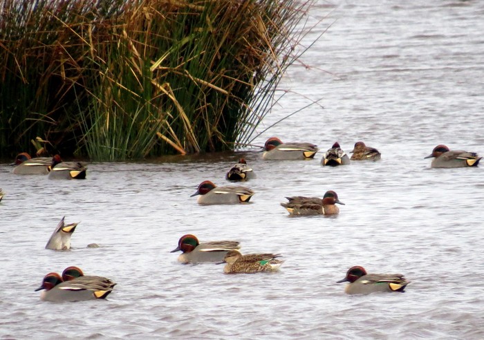 Green-winged Teal