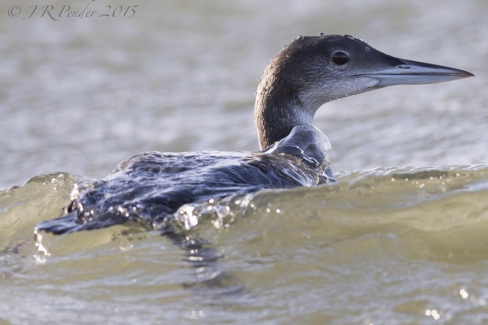 Great Northern Diver
