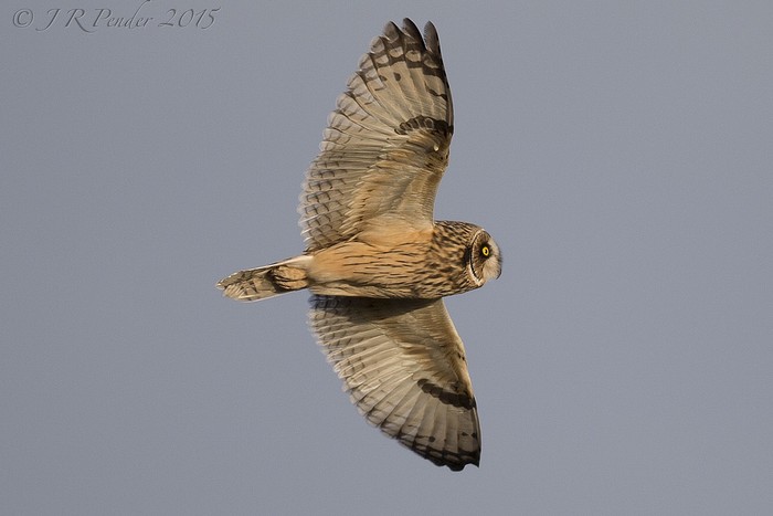 Short-eared Owl