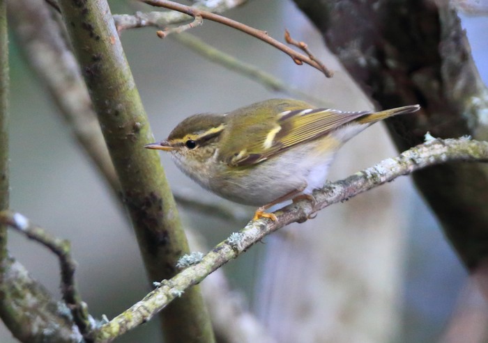 Yellow-browed Warbler