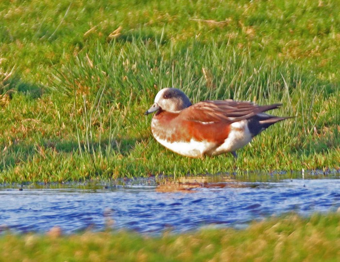 American Wigeon