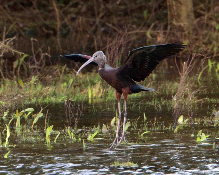 Glossy Ibis